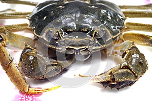 Live Crab in plate