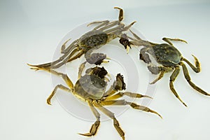 Live crabs