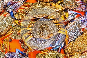 Live crabs in tank immersed in purified sea water