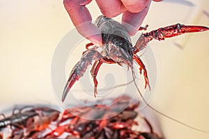 Live crawdad with pinchers stretched out held up by hand above blurred crayfish below - selective focus