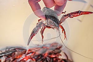 Live crawdad with pinchers stretched out held up by hand above blurred crayfish below - selective focus