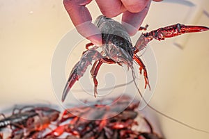 Live crawdad with pinchers stretched out held up by hand above blurred crayfish below - selective focus photo