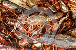 Live crawfish or crayfish or crawdad in a pile ready to be cooked at a crawfish boil