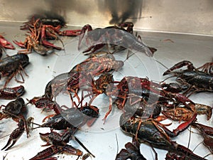 Live crawfish at market