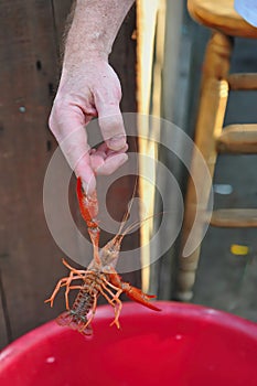 Live crawfish pinching man's finger