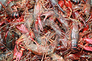 Live Crawfish, waiting to be put in a pot for boiling in Louisiana.