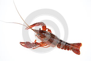live cray on the white background