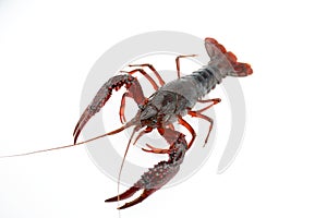 live cray on the white background