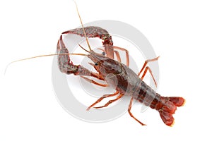 live cray on the white background