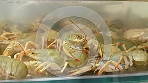 Live crayfish in aquarium. Crawfish in water
