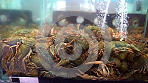 Live crayfish in an aquarium in water shop for sale