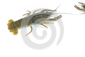 Live crayfish moves its claws and limbs in clear water on a white background