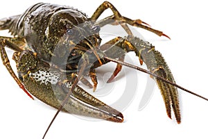 Live crayfish portrait