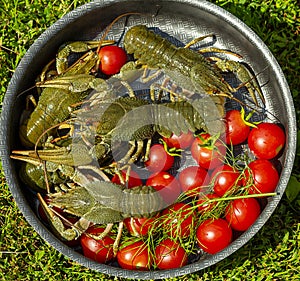 Live crayfish with tomatoes and dill on a platter