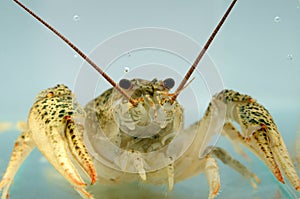 Live crayfish in the water close up. Freshwater crustaceans