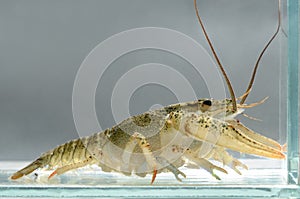 Live crayfish in the water close up. Freshwater crustaceans