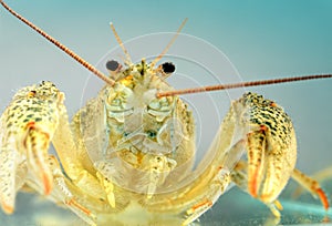 Live crayfish in the water close up. Freshwater crustaceans