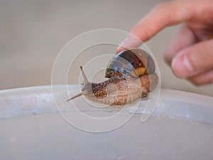 live creeping grape snail nature house edge