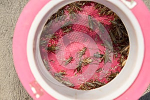 Live crickets in a cricket cage to be used as bait