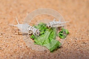Live crickets in white calcium eating a leaf of salad on sand. Cricket in terrarium. feeder insect. Acheta domesticus species.