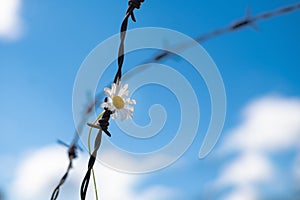 A live daisy flower in a rusty prison wire. The concept of life and the restriction of freedom.