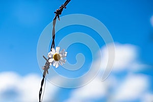 A live daisy flower in a rusty prison wire. The concept of life and the restriction of freedom.