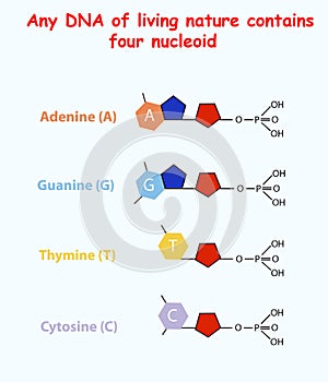 Live DNA contens four Nucloids Adenine, Thymine, Guanine, Cytosine. education info graphic.