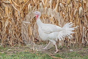 Live Domestic Turkey on Farm
