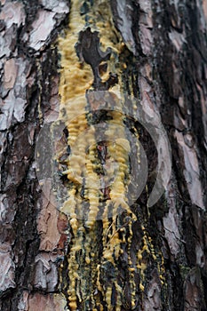 A live drops of resin flows down the bark of a pine tree trunk