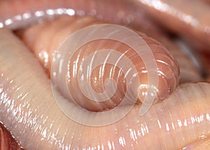 Live earthworms as a background