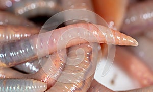 Live earthworms as a background