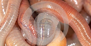 Live earthworms as a background