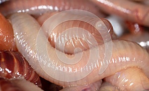 Live earthworms as a background