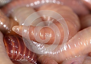 Live earthworms as a background