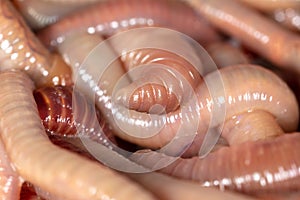 Live earthworms as a background