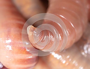 Live earthworms as a background