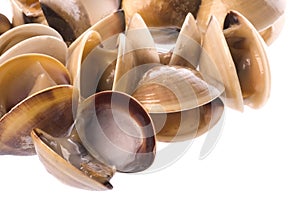 Live Edible Clams Isolated