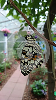 Live exotic butterfly species - colourful insects in their natural habitat