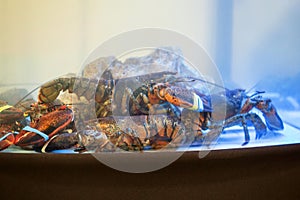 Live exotic lobsters with tied claws are in aquarium, tank at seafood restaurant for sale