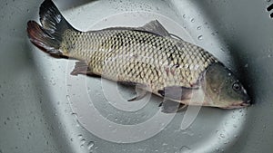 Live fish carp breathes in the sink