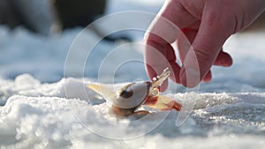 Live fish caught in the snow