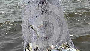 Live fish Peanut Bunker striper baits to fish with a fishing pole line