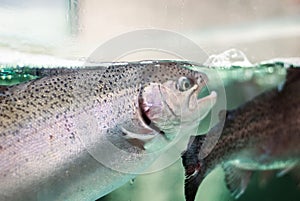 Live fish for sale in supermarket, rainbow trout in fish tank