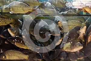 Live fishes in glass aquarium