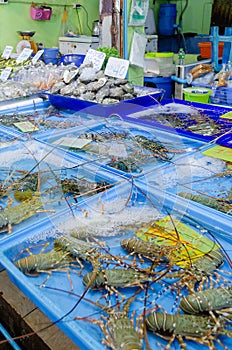 Live freshly caught lobster in the Gulf of Thailand at the seafood market