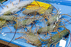 Live freshly caught lobster in the Gulf of Thailand at the seafood market