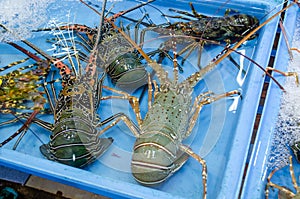 Live freshly caught lobster in the Gulf of Thailand at the seafood market