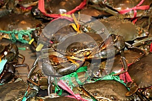 Live freshwater crabs sold in Phnom Penh market