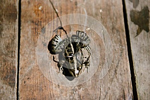 Live Frog, impaled on a large fishing hook