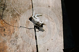 Live Frog, impaled on a large fishing hook